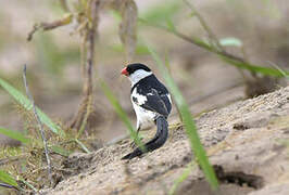 Pin-tailed Whydah