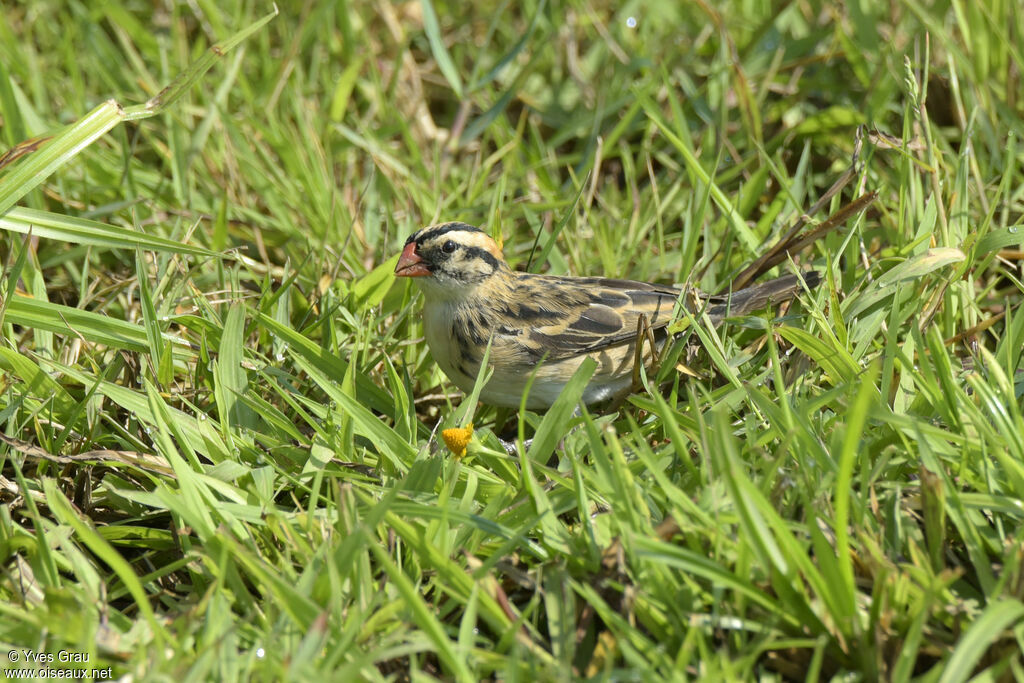 Pin-tailed Whydah female adult