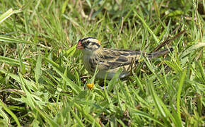 Pin-tailed Whydah