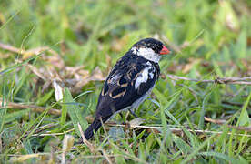 Pin-tailed Whydah