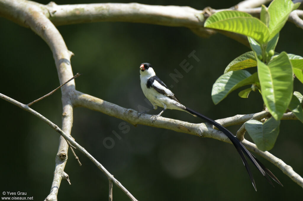 Pin-tailed Whydah male adult