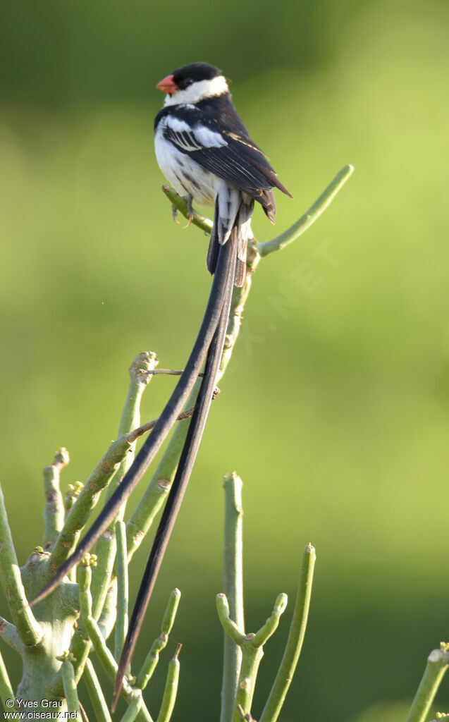 Pin-tailed Whydah male adult