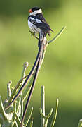 Pin-tailed Whydah