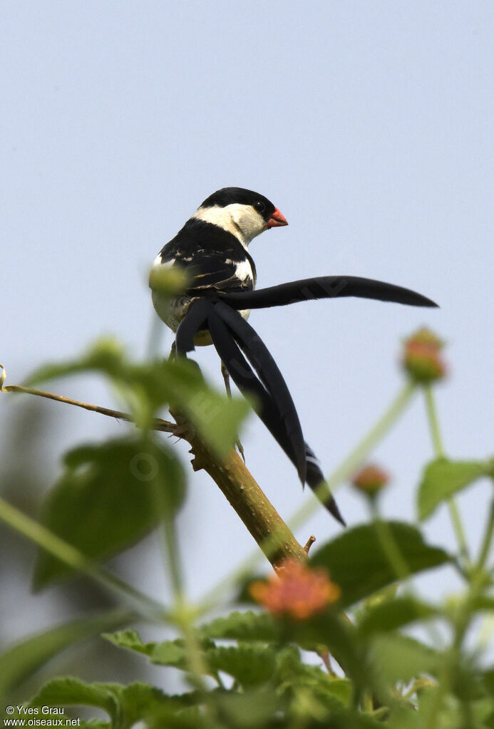 Pin-tailed Whydah male adult