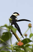 Pin-tailed Whydah