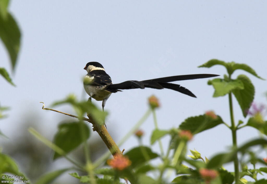 Pin-tailed Whydah male adult