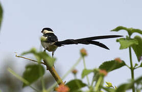 Pin-tailed Whydah