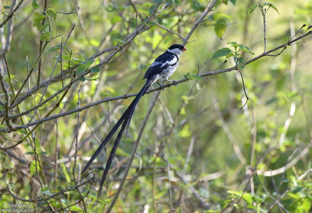 Pin-tailed Whydah male adult