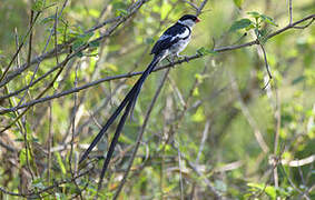 Pin-tailed Whydah