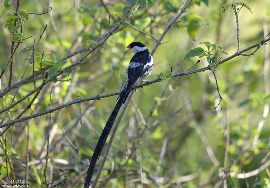 Pin-tailed Whydah male adult