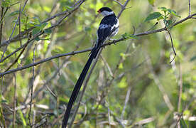 Pin-tailed Whydah