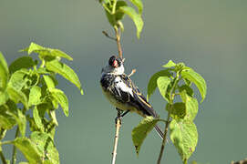 Pin-tailed Whydah