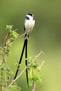 Pin-tailed Whydah