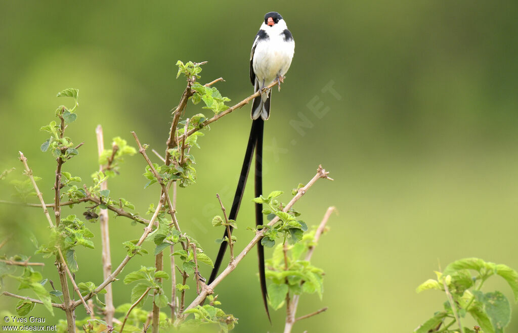 Pin-tailed Whydah male adult