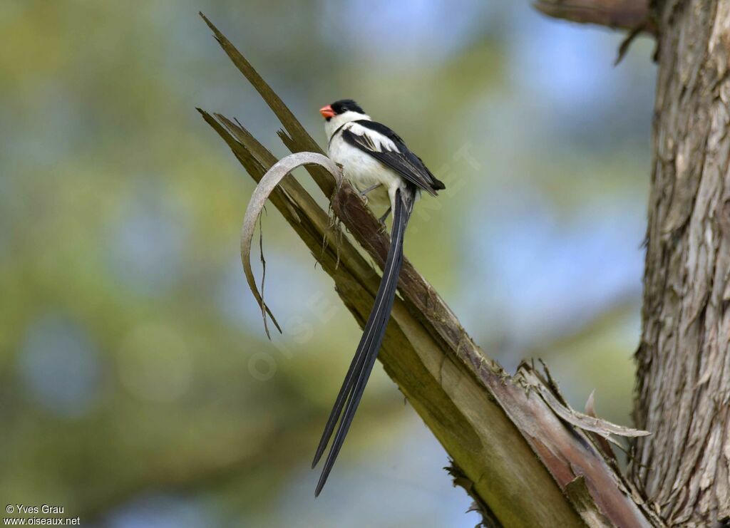 Pin-tailed Whydah male adult