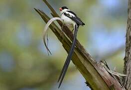 Pin-tailed Whydah