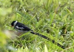 Pin-tailed Whydah