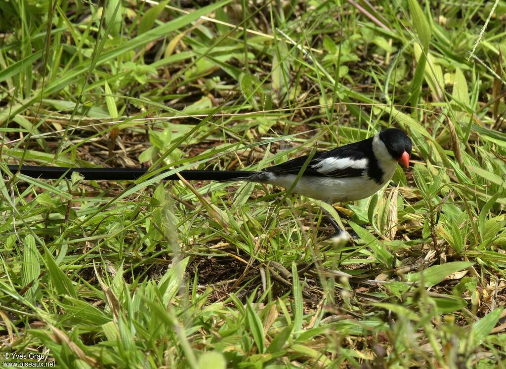 Pin-tailed Whydah male adult