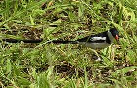 Pin-tailed Whydah