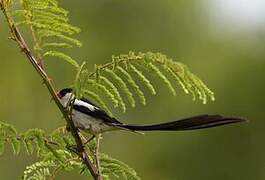 Pin-tailed Whydah