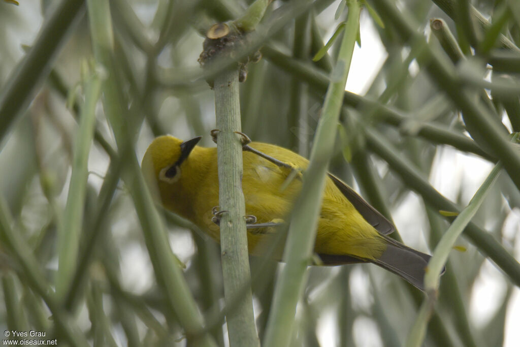 Green White-eye