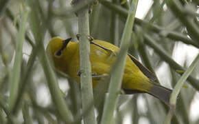 Green White-eye