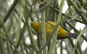 Green White-eye