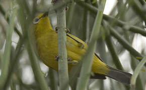 Green White-eye