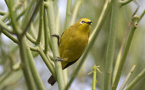 Green White-eye