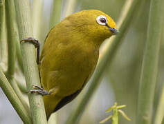 Green White-eye