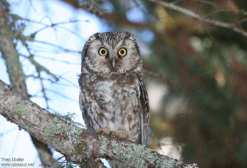 Boreal Owladult, identification