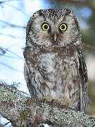 Boreal Owl