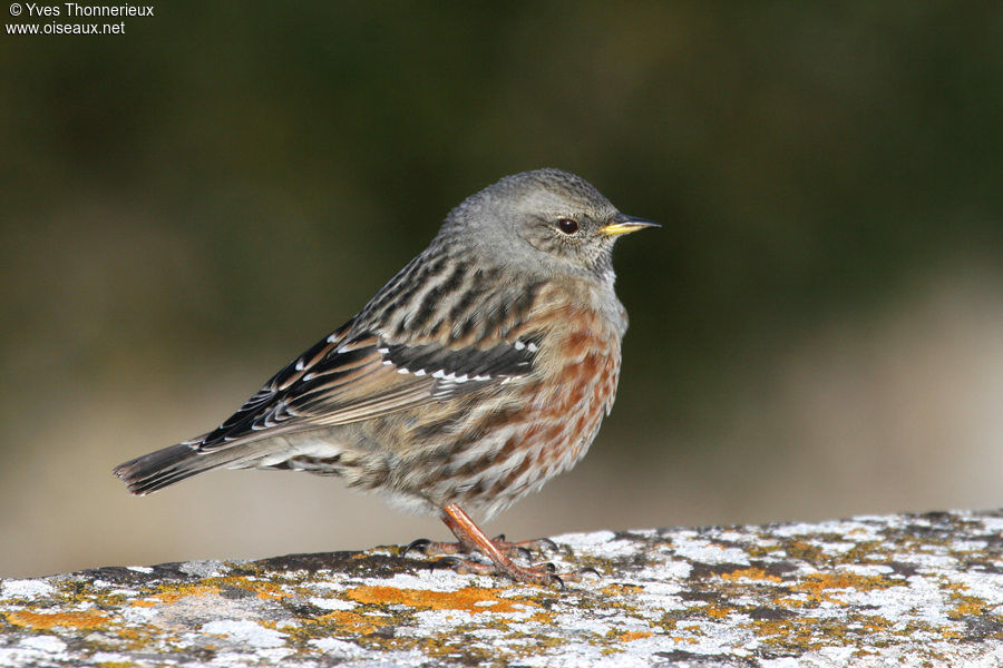 Alpine Accentor