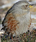 Alpine Accentor