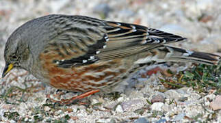 Alpine Accentor