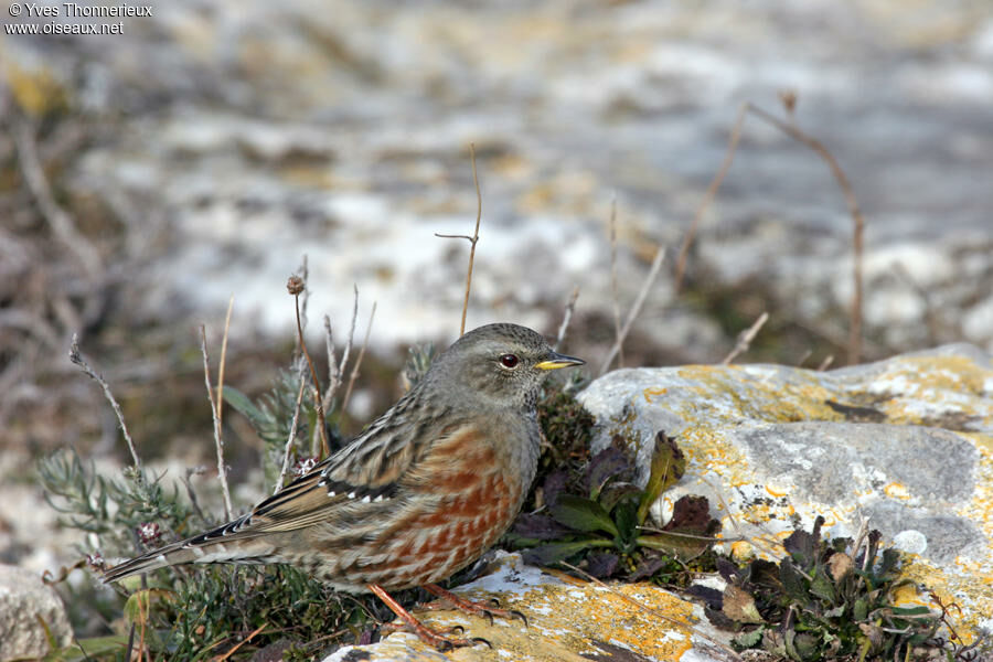 Accenteur alpin