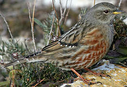 Alpine Accentor