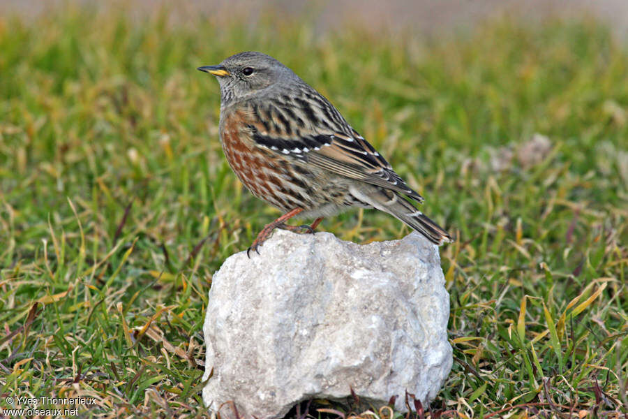 Alpine Accentor