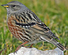 Alpine Accentor