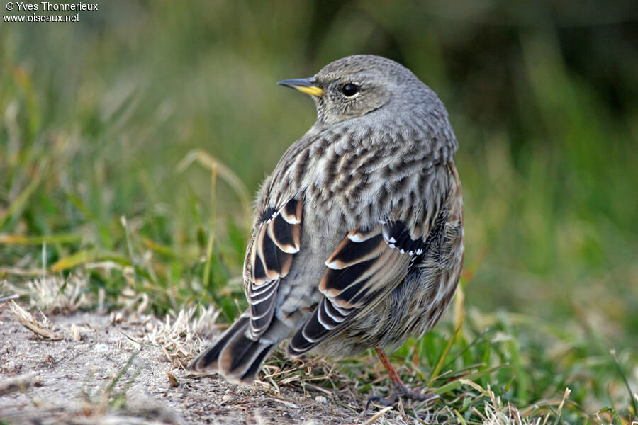 Alpine Accentor