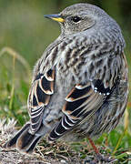 Alpine Accentor