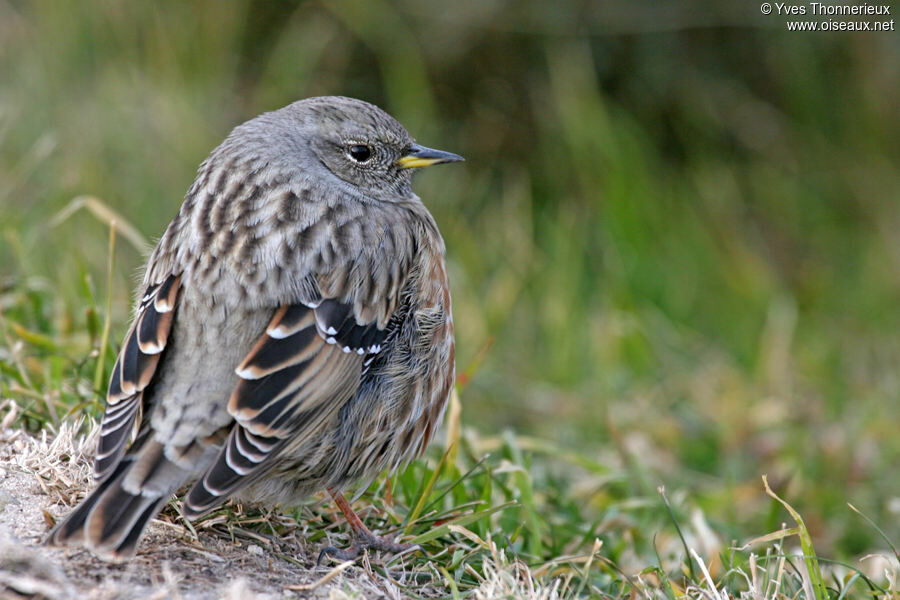 Alpine Accentor