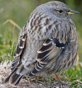 Alpine Accentor