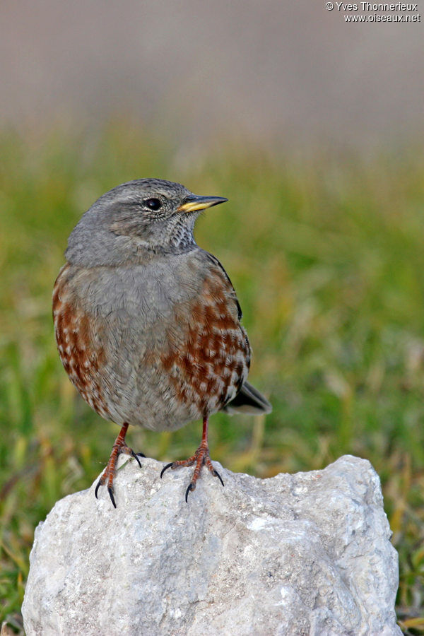 Accenteur alpin