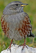 Alpine Accentor