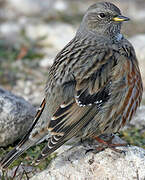 Alpine Accentor