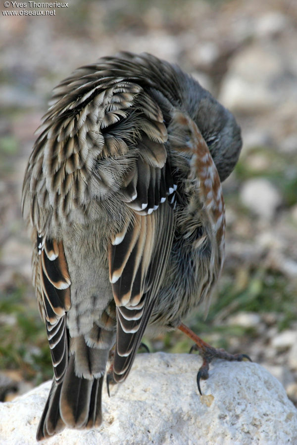 Alpine Accentor