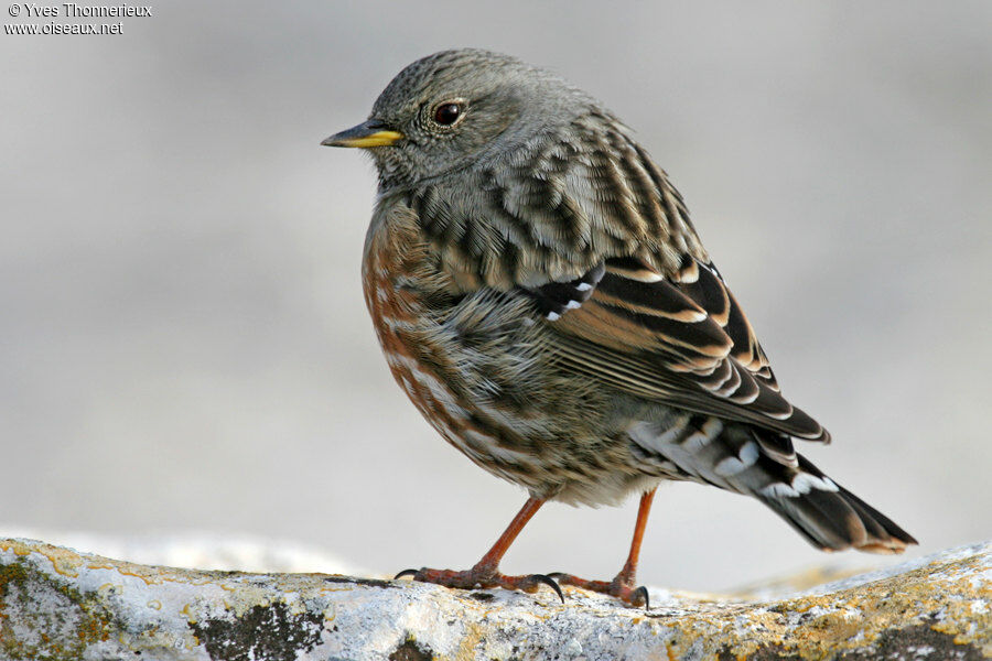 Alpine Accentor