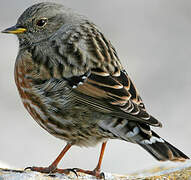 Alpine Accentor