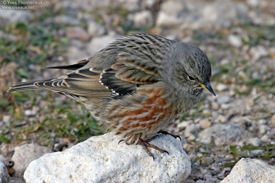 Alpine Accentor